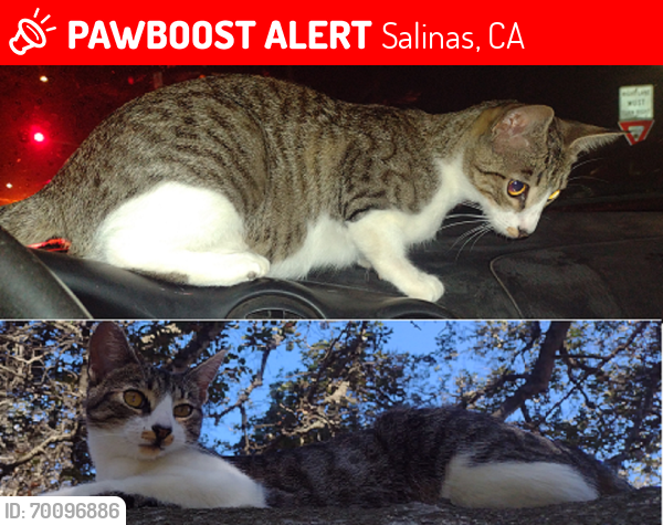 Lost Female Cat last seen Cambridge Court apmts west side fence, Salinas, CA 93906