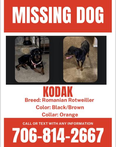 Lost Male Dog last seen Millageville road, Augusta, GA 30917