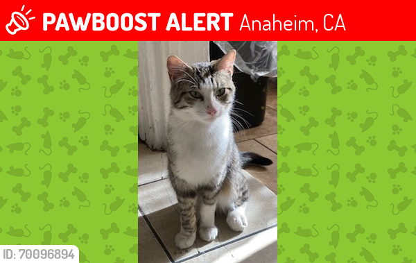 Lost Male Cat last seen Near West Ball Road, Anaheim, CA 92804
