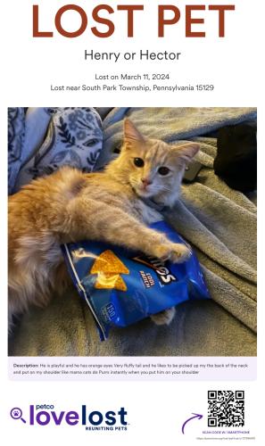 Lost Male Cat last seen Near Downing Street, Coen gas station , South Park Township, PA 15129