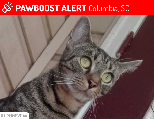 Lost Female Cat last seen Winchester Development, Columbia, SC 29229
