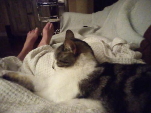 Lost Female Cat last seen Alice Bell Rd and Shangri La Hill, Knoxville, TN 37914