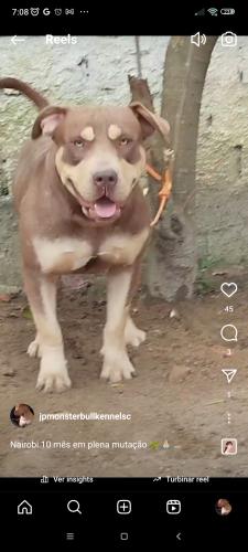 Lost Female Dog last seen Jean Geremias , Nova Brasília, SC 88780-000