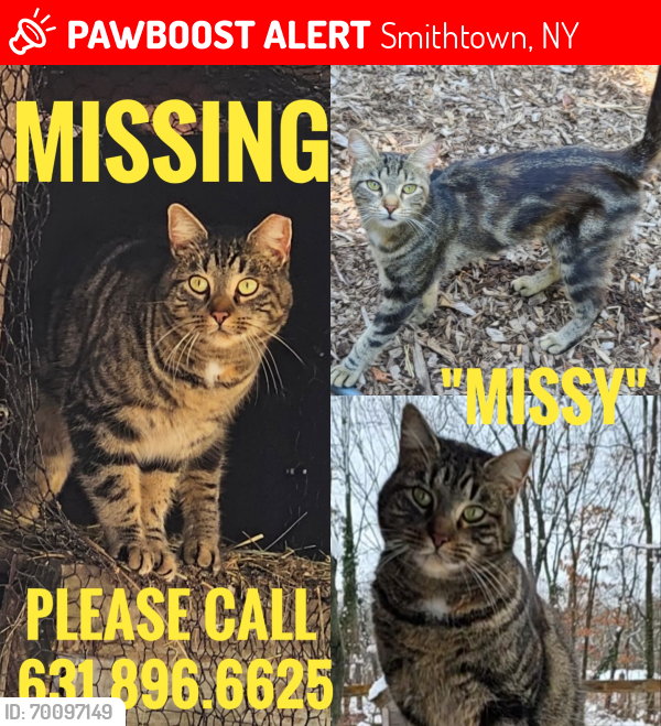 Lost Female Cat last seen Old willets and grandview , Smithtown, NY 11787