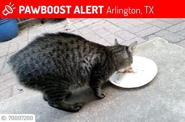 Lost Male Cat last seen Kent Dr., Browning Dr. Wynn Terr,, Arlington, TX 76010