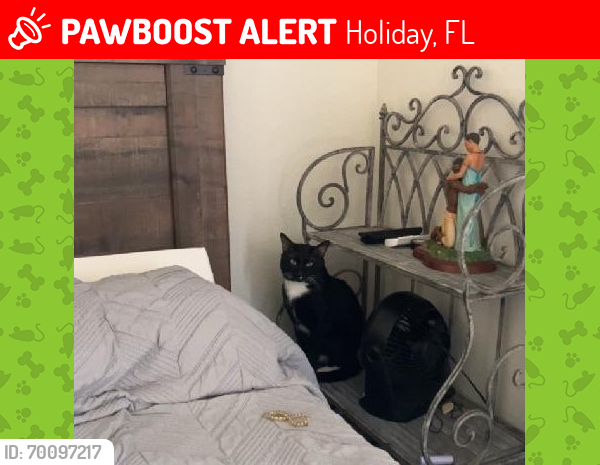 Lost Male Cat last seen Ravendale ln & eagles crest ct, by key vista nature park, Holiday, FL 34691