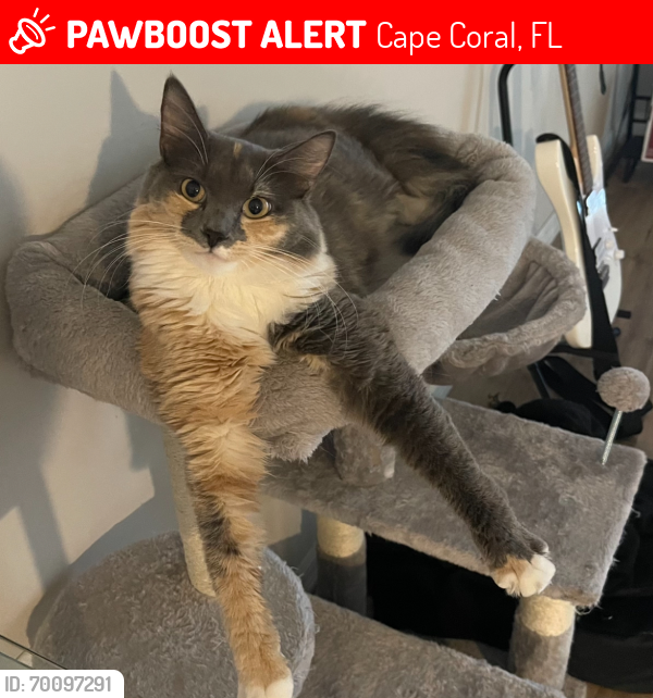 Lost Female Cat last seen Sandoval Parkway, Cape Coral, FL 33991