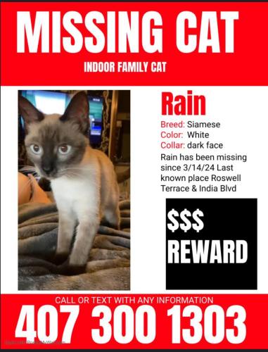 Lost Female Cat last seen India Blvd , Deltona, FL 32738