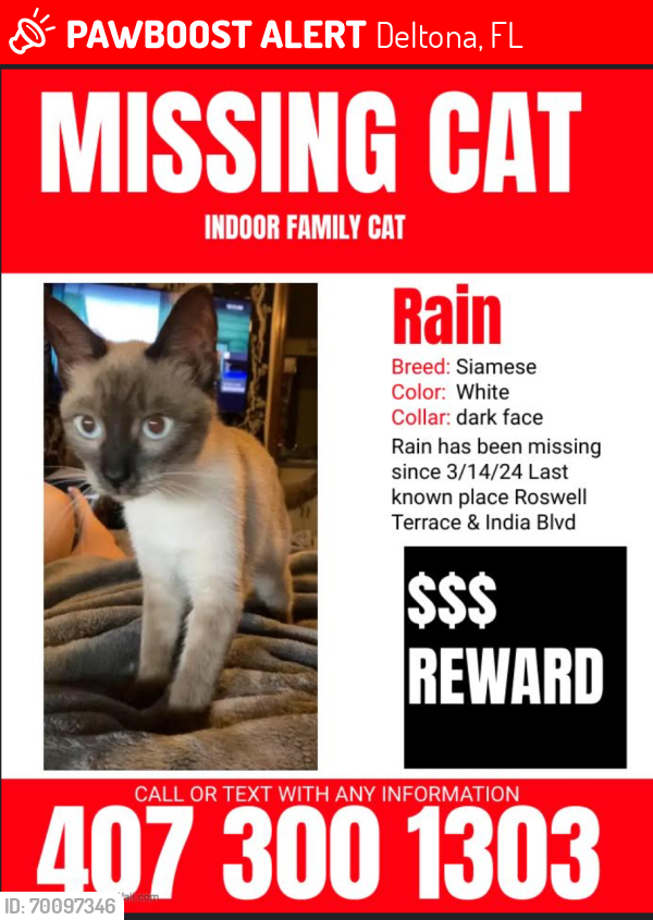 Lost Female Cat last seen India Blvd , Deltona, FL 32738