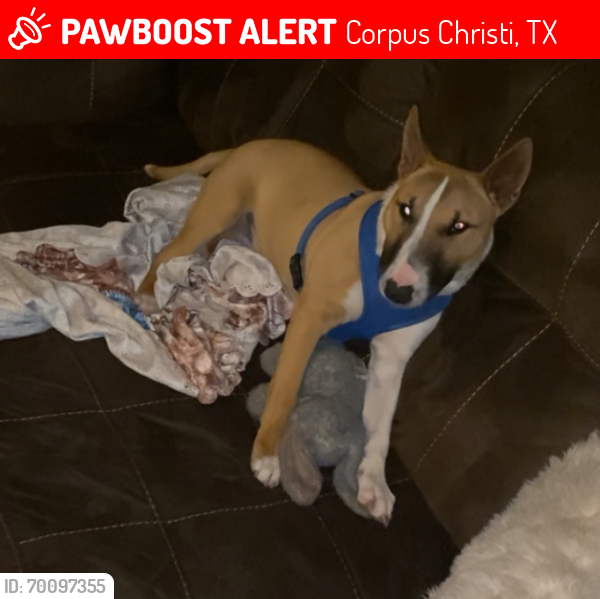 Lost Male Dog last seen Staples and McCardle , Corpus Christi, TX 78412