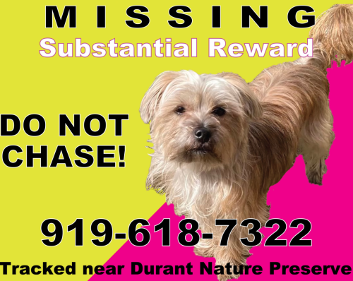 Lost Male Dog last seen Spottswood St, Raleigh, NC 27615, Raleigh, NC 27615
