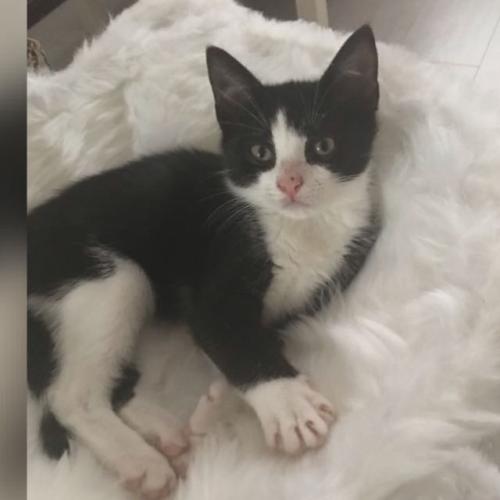 Lost Male Cat last seen Princess road, Greater Manchester, England M14 4RP