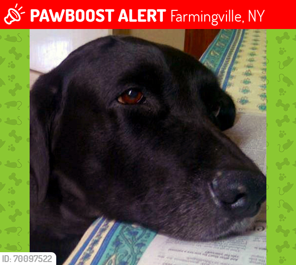 Lost Male Dog last seen South Bicycle Path, Farmingville, NY 11738