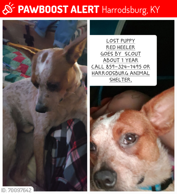 Lost Male Dog last seen Danville Rd; HWY 127, Harrodsburg, KY 40330