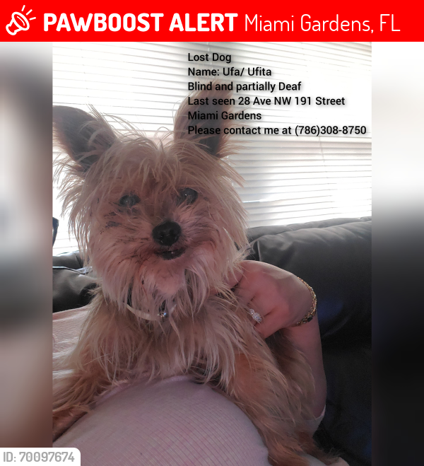 Lost Female Dog last seen Aldi 28 Ave NW 191st street , Miami Gardens, FL 33056