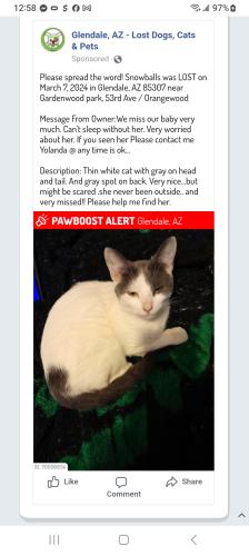 Lost Female Cat last seen Gardenwood park, 53rd Ave / Orangewood Ave , Glendale, AZ 85301