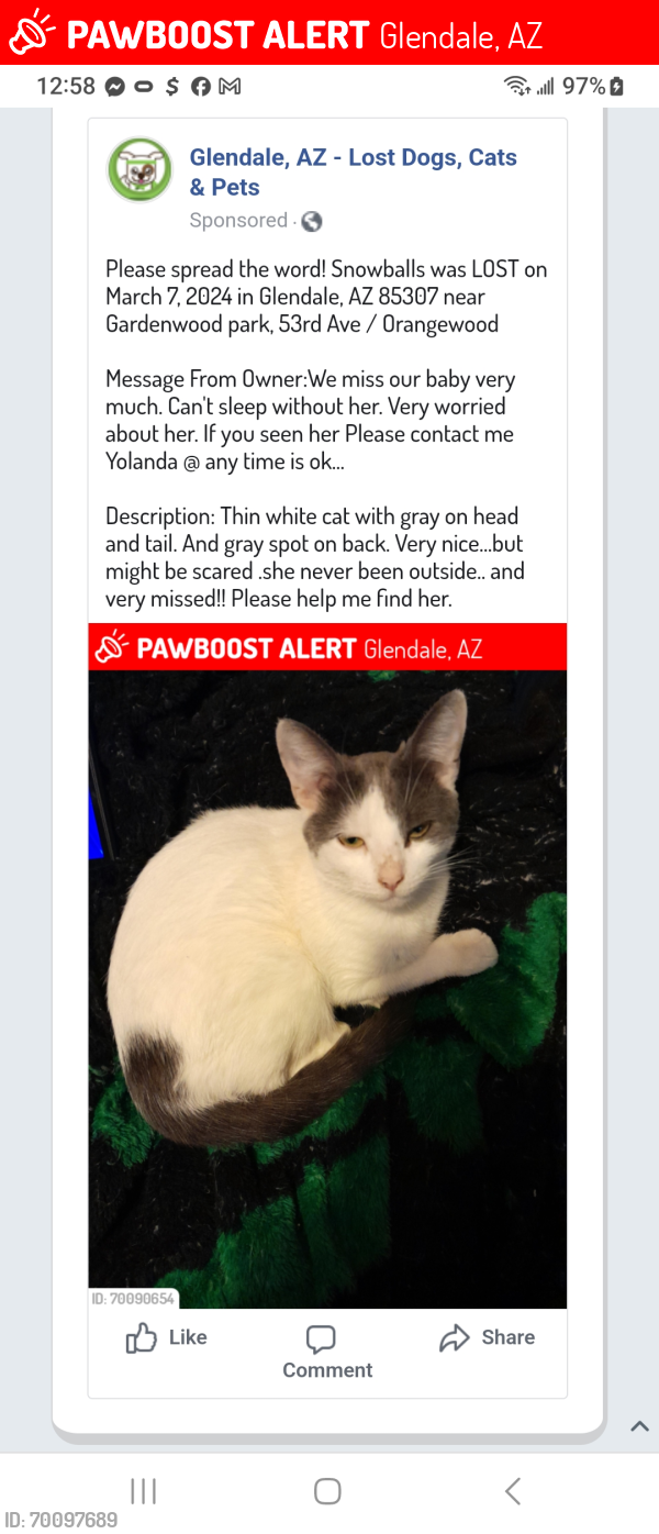 Lost Female Cat last seen Gardenwood park, 53rd Ave / Orangewood Ave , Glendale, AZ 85301
