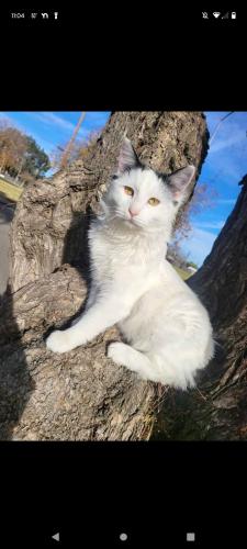 Lost Male Cat last seen Morro Bay Blvd and quintana rd, Morro Bay, CA 93442