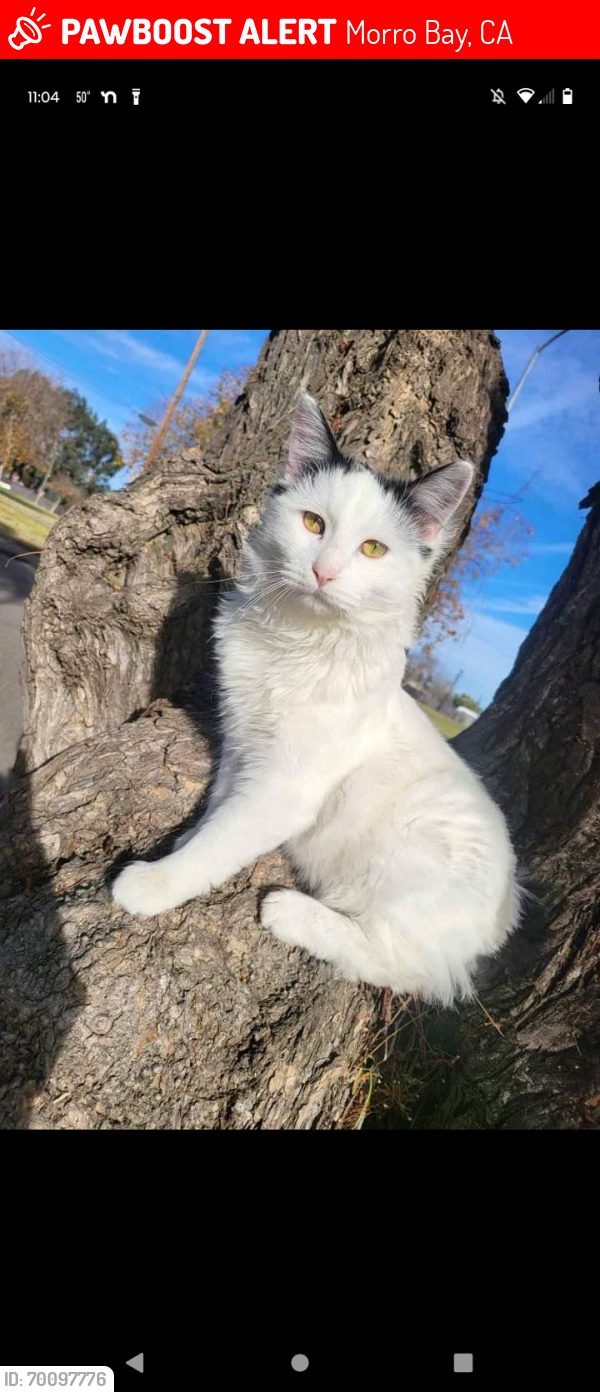 Lost Male Cat last seen Morro Bay Blvd and quintana rd, Morro Bay, CA 93442