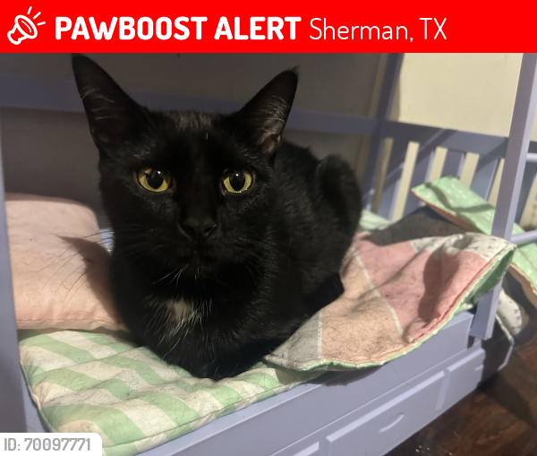 Lost Female Cat last seen Wal Mart parking lot closest to the freeway and garden section side , Sherman, TX 75092