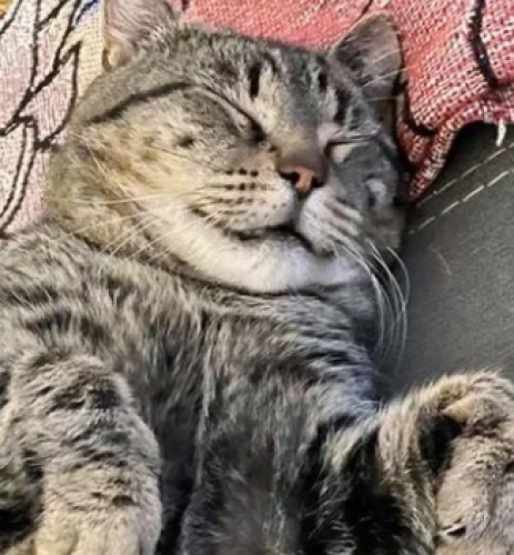 Lost Male Cat last seen On main Street right in front of Fayetteville elementary near intersection on main Street & mont alto rd , Franklin County, PA 17202