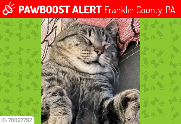 Lost Male Cat last seen On main Street right in front of Fayetteville elementary near intersection on main Street & mont alto rd , Franklin County, PA 17202