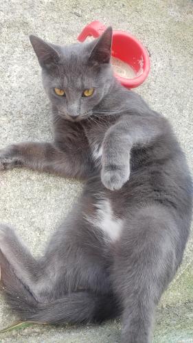 Found/Stray Female Cat last seen Henderson and Reed in Hendereed Village , Columbus, OH 43220