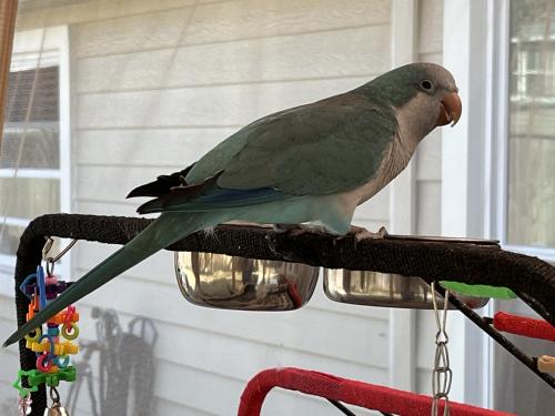 Lost Female Bird last seen N. Bend and Willow West drive , Houston, TX 77073