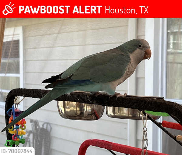 Lost Female Bird last seen N. Bend and Willow West drive , Houston, TX 77073