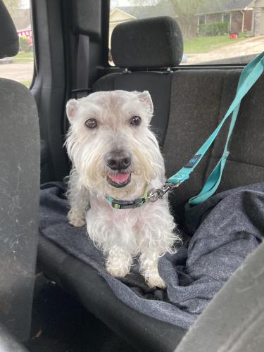 Lost Male Dog last seen Macclesby lane and s. Silvergreen, Channelview, TX 77049