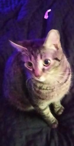Lost Female Cat last seen Clinton st,Wilson st, Holland St, Jeannette Ave, Binghamton, NY 13905