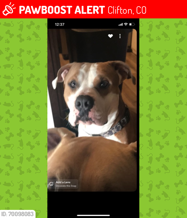 Lost Male Dog last seen Highview, Clifton, CO 81520