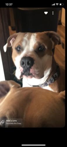 Lost Male Dog last seen Highview, Clifton, CO 81520