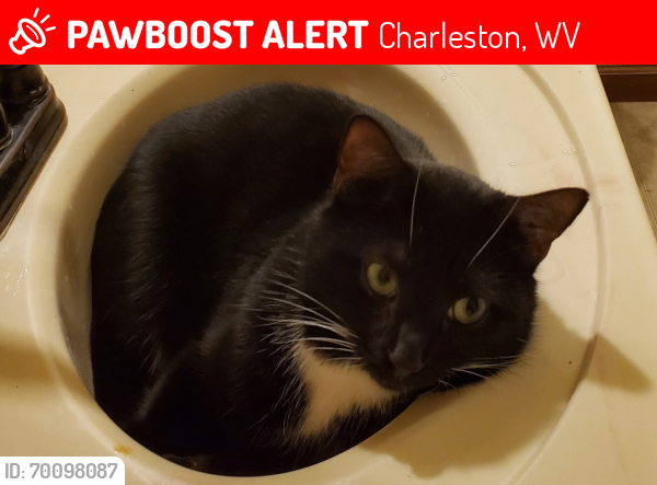 Lost Male Cat last seen Near Cross Lanes vet, Charleston, WV 25313