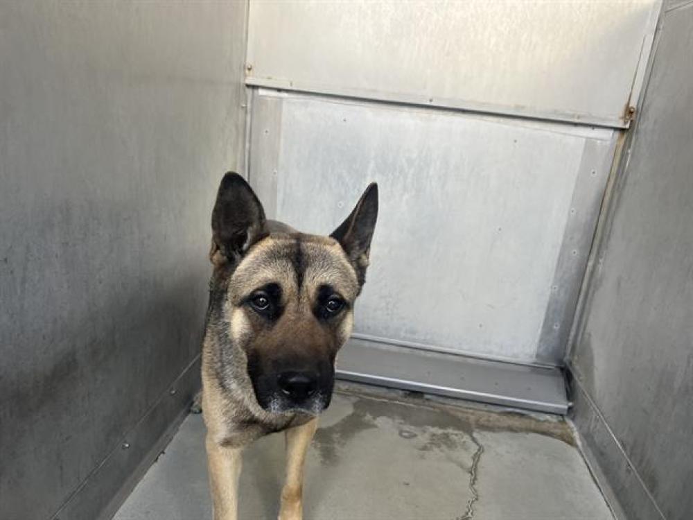 Shelter Stray Male Dog last seen , Quartz Hill, CA 93536