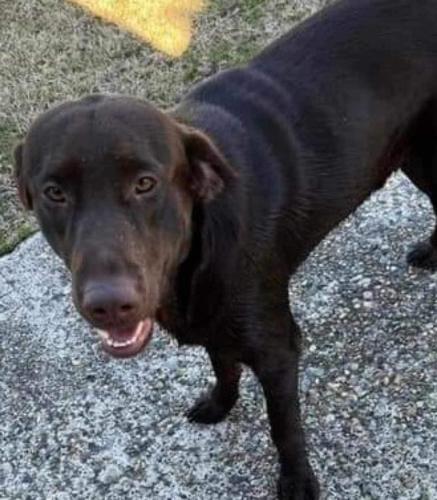 Lost Male Dog last seen Pollar drive, Bossier Parish, LA 71006