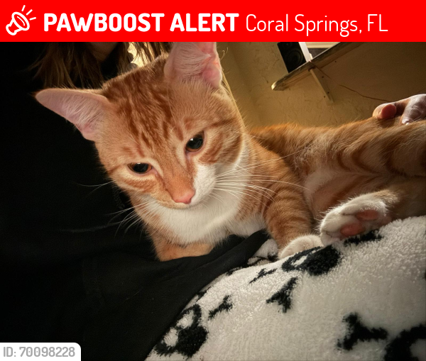 Lost Male Cat last seen Whispering Woods, Coral Springs, FL 33067