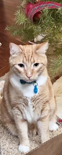 Lost Male Cat last seen 168th and 35th Ave, Bothell, WA 98012