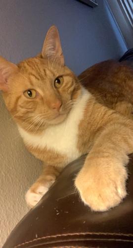 Lost Male Cat last seen Southport & Emerson- South of Indianapolis, Indianapolis, IN 46237