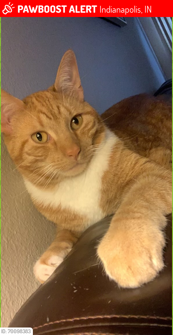 Lost Male Cat last seen Southport & Emerson- South of Indianapolis, Indianapolis, IN 46237