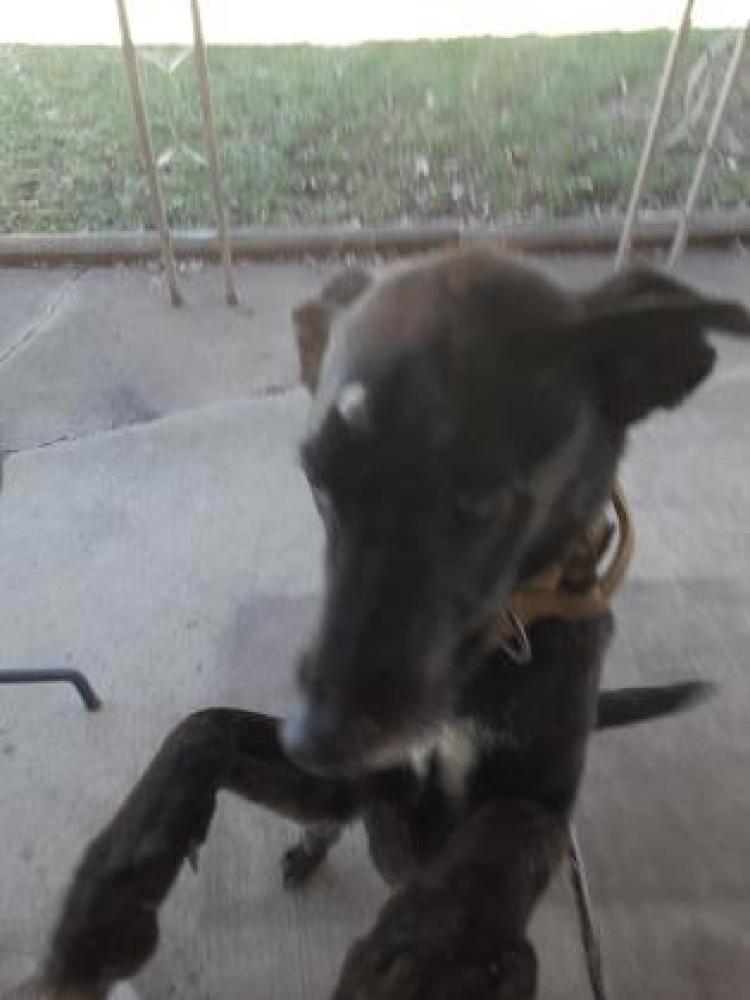 Shelter Stray Male Dog last seen Oak Lawn, IL 60453, Matteson, IL 60443