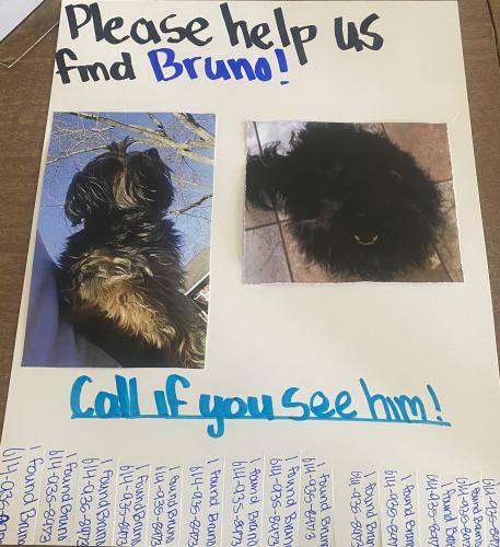 Lost Male Dog last seen Briggs rd , Columbus, OH 43204