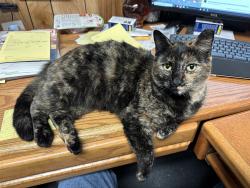 Lost Female Cat last seen Near Oakland Rd #24 SJ 95112 @ Garden City RV Park, San Jose, CA 95112