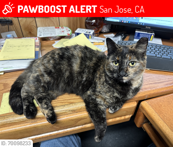 Lost Female Cat last seen Near Oakland Rd #24 SJ 95112 @ Garden City RV Park, San Jose, CA 95112