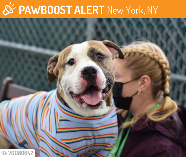 Shelter Stray Male Dog last seen New Lots Avenue, BROOKLYN, NY, 11207, New York, NY 11208