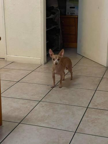 Lost Male Dog last seen 10th st and daisy , Long Beach, CA 90813