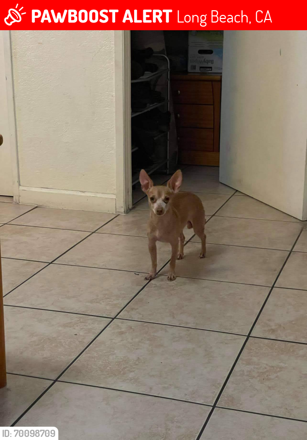Lost Male Dog last seen 10th st and daisy , Long Beach, CA 90813