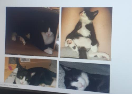 Lost Male Cat last seen Near w 37th street Chattanooga 37410, Chattanooga, TN 37410