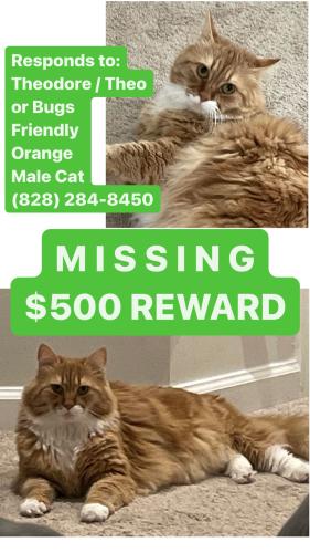 Lost Male Cat last seen Highline trail Greenville SC, Greenville, SC 29607