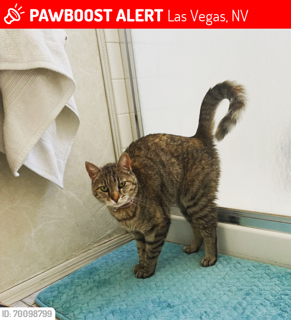 Lost Female Cat last seen University Ave, Peace way, Las Vegas, NV 89147